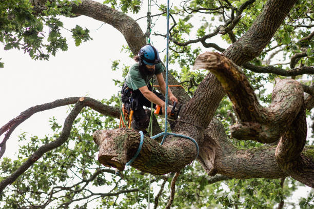 Tree and Shrub Care in Savoy, IL