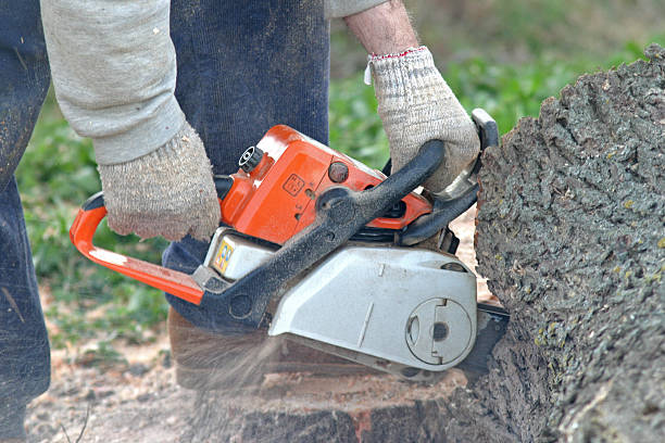 Best Tree Disease Treatment  in Savoy, IL